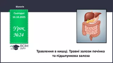 №024 - Травлення в кишці. Травні залози: печінка та підшлункова залоза. №024 - Травлення в кишці. Травні залози: печінка та підшлункова залоза.