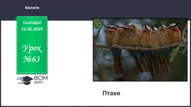 №63 - Птахи (продовження). №63 - Птахи (продовження).