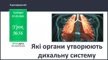 №056 - Які органи утворюють дихальну систему