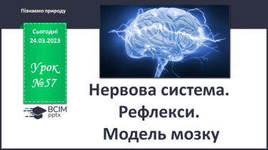 №57 - Нервова система. Рефлекси. Модель мозку.