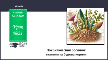 №021 - Покритонасінні рослини: тканини та будова кореня №021 - Покритонасінні рослини: тканини та будова кореня
