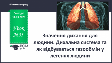 №53 - Значення дихання для людини. Дихальна система та як відбувається газообмін у легенях людини.