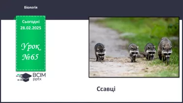 №65 - Ссавці (продовження) №65 - Ссавці (продовження)