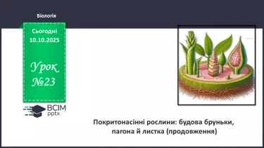 №023 - Покритонасінні рослини: будова бруньки, пагона й листка (продовження). №023 - Покритонасінні рослини: будова бруньки, пагона й листка (продовження).