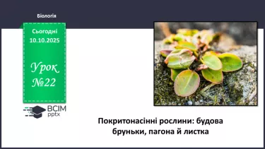 №022 - Покритонасінні рослини: будова бруньки, пагона й листка. №022 - Покритонасінні рослини: будова бруньки, пагона й листка.