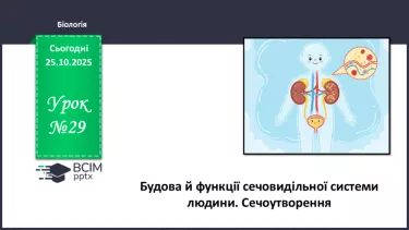 №029 - Будова й функції сечовидільної системи людини. Сечоутворення. №029 - Будова й функції сечовидільної системи людини. Сечоутворення.