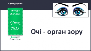 №015 - Очі - органи зору