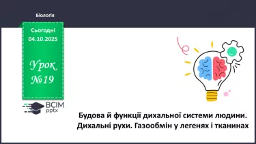 №019 - Будова й функції дихальної системи людини. Дихальні рухи. Газообмін у легенях і тканинах. №019 - Будова й функції дихальної системи людини. Дихальні рухи. Газообмін у легенях і тканинах.
