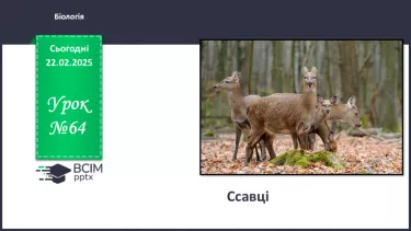 №64 - Ссавці. №64 - Ссавці.