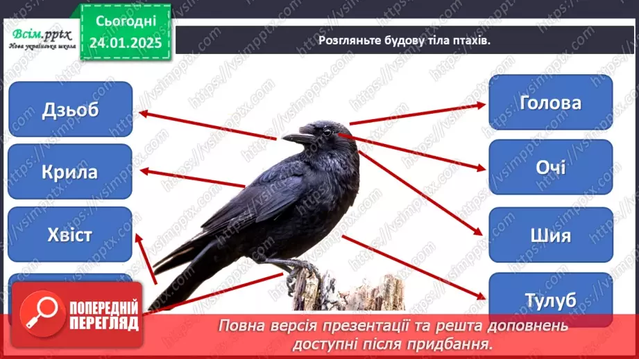 №20 - Карнавал птахів15 №20 - Карнавал птахів15