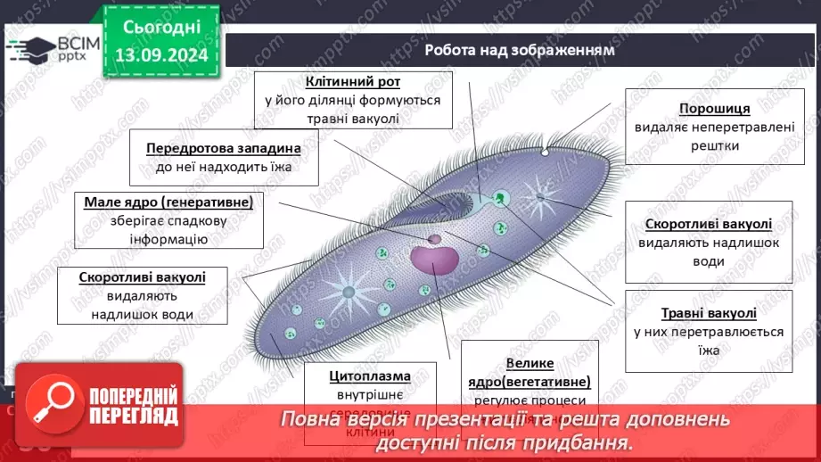 №12 - Які особливості оргнанізації клітин одноклітинних евкаріотів?6