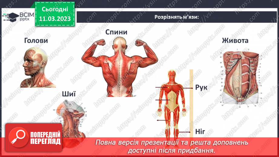 №53 - Органи опори й руху людини. Функції м’язів.19