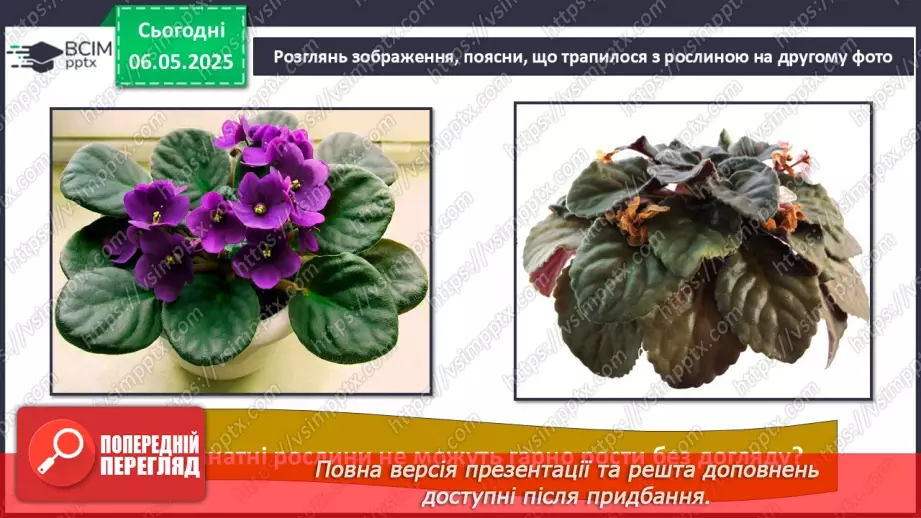 №101-102 - Догляд за кімнатними рослинами. Пересаджування квітів16