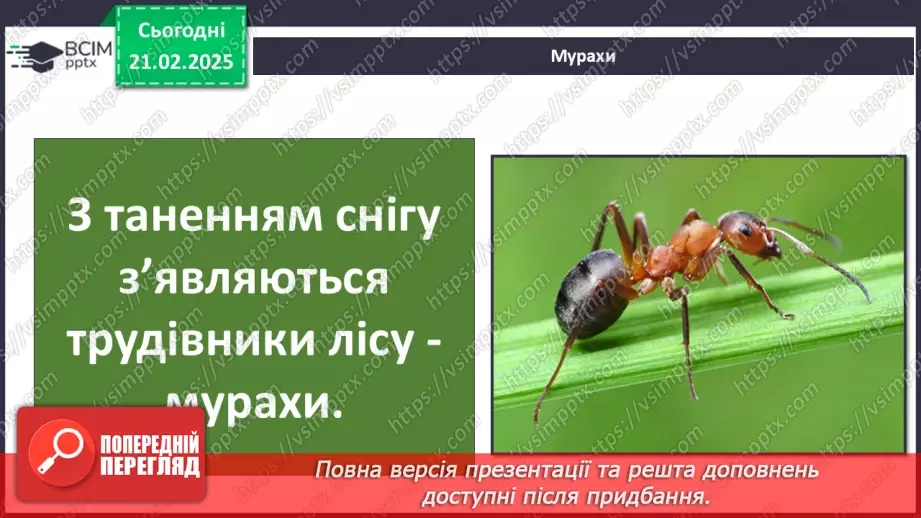 №0072 - Які комахи з’являються першими навесні10