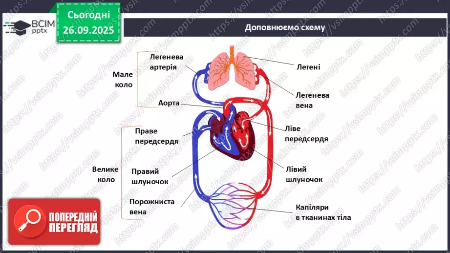 №017 - Узагальнення вивченого з теми: «Обмін речовин і перетворення енергії як властивість живого. Транспорт речовин в організмі людини».17 №017 - Узагальнення вивченого з теми: «Обмін речовин і перетворення енергії як властивість живого. Транспорт речовин в організмі людини».17