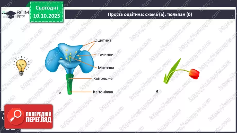 №024 - Покритонасінні рослини: квітка та плід. Значення в екосистемах.10 №024 - Покритонасінні рослини: квітка та плід. Значення в екосистемах.10