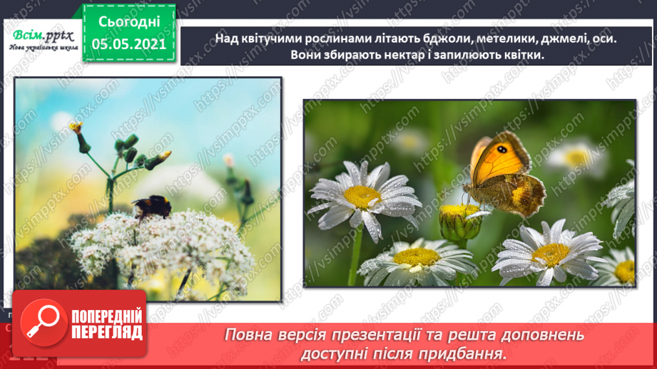 №096 - Ясніє в кожній квітці дивина.7 №096 - Ясніє в кожній квітці дивина.7