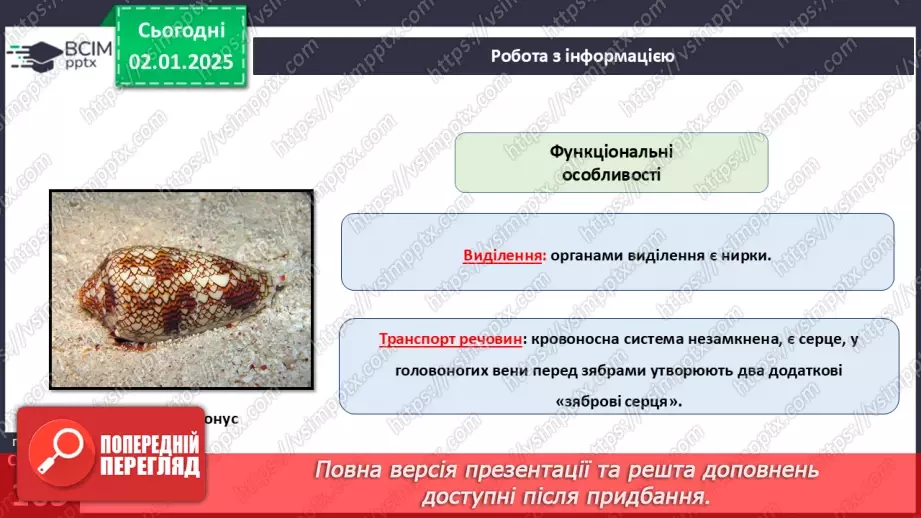 №52 - Молюски.14 №52 - Молюски.14