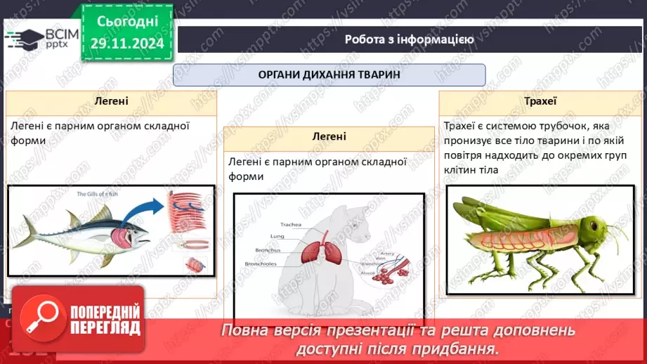 №41 - Система органів тварин. Транспортна, дихальна і травна системи органів.19 №41 - Система органів тварин. Транспортна, дихальна і травна системи органів.19