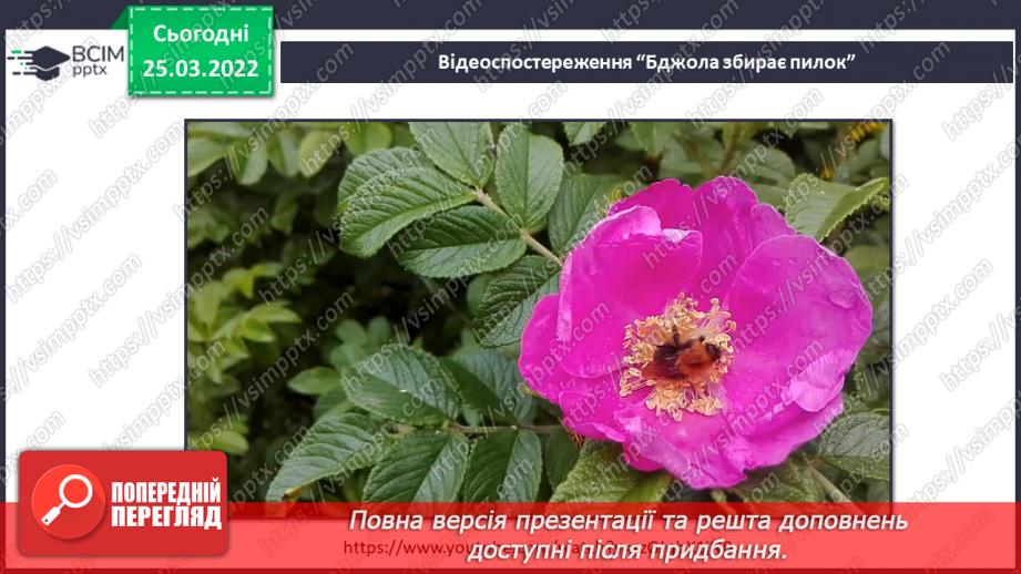 №081 - Г. Остапенко «Золоте й солодке»15 №081 - Г. Остапенко «Золоте й солодке»15