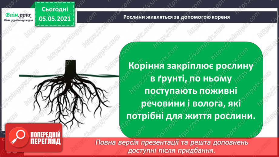 №036 - Квіткові рослини.13