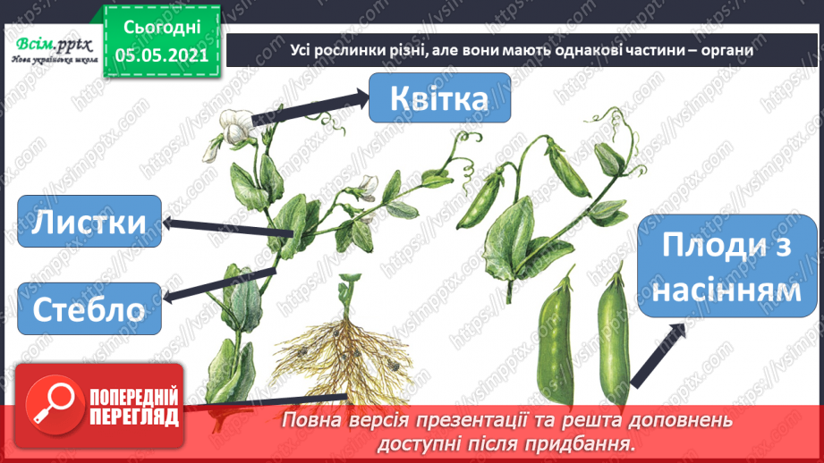 №030 - Рослини. Будова рослин16 №030 - Рослини. Будова рослин16