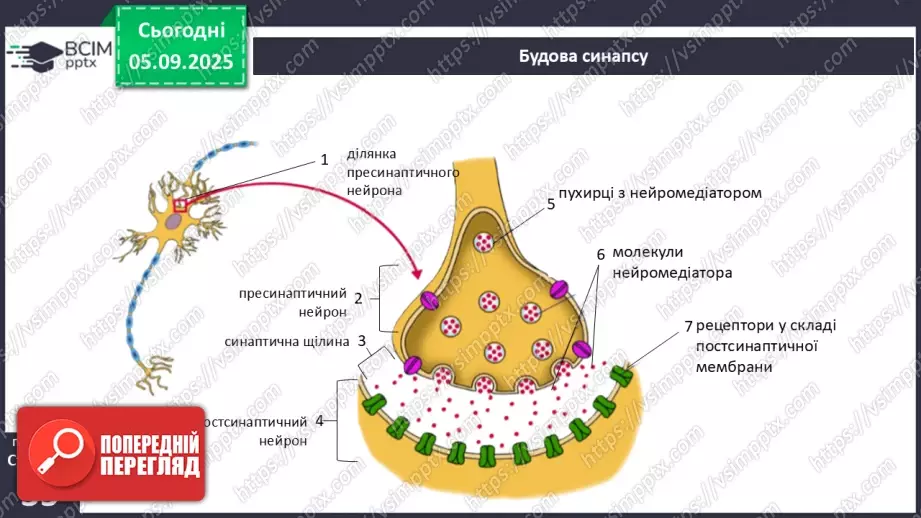 №008 - Будова нервової системи21 №008 - Будова нервової системи21