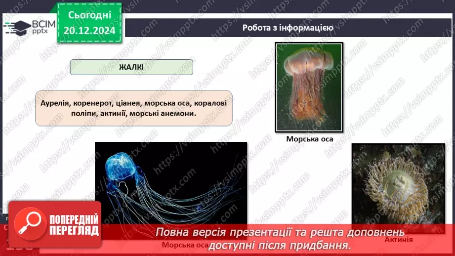 №49 - Губки і Жалкі.19 №49 - Губки і Жалкі.19