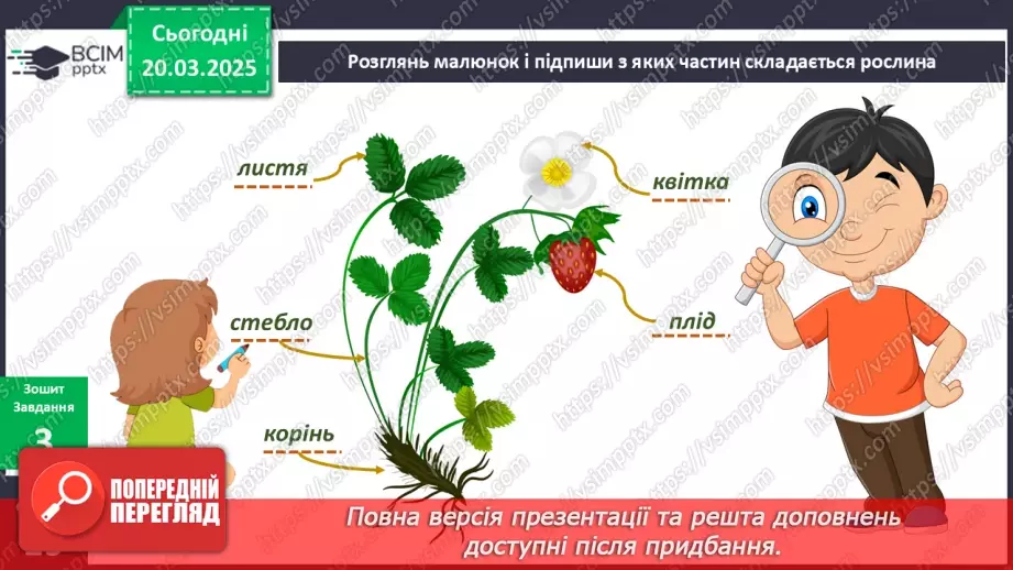 №084 - Що спільного між усіма рослинами? Як берегти рослини"? Усі рослини різні, але є й спільне16