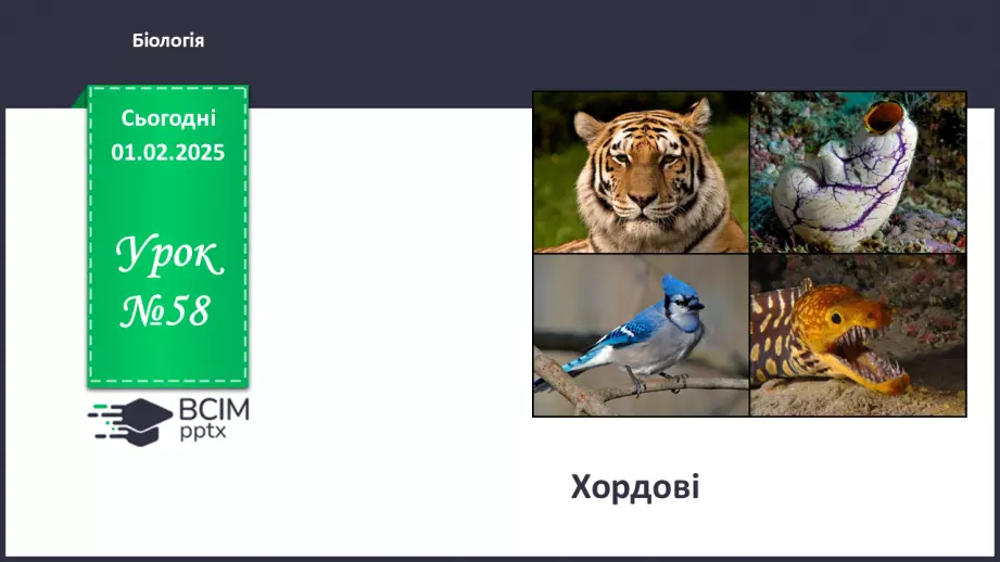 №58 - Хордові.0 №58 - Хордові.0