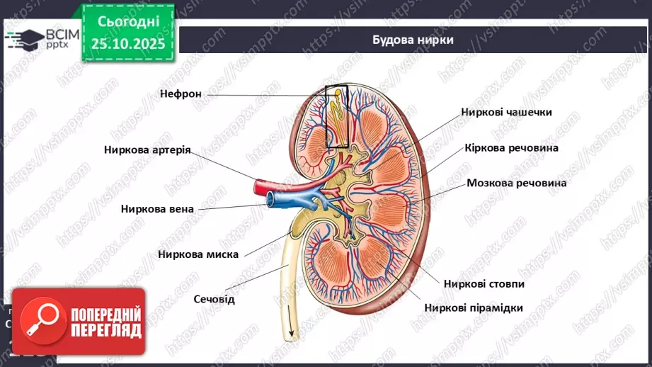 №029 - Будова й функції сечовидільної системи людини. Сечоутворення.8 №029 - Будова й функції сечовидільної системи людини. Сечоутворення.8