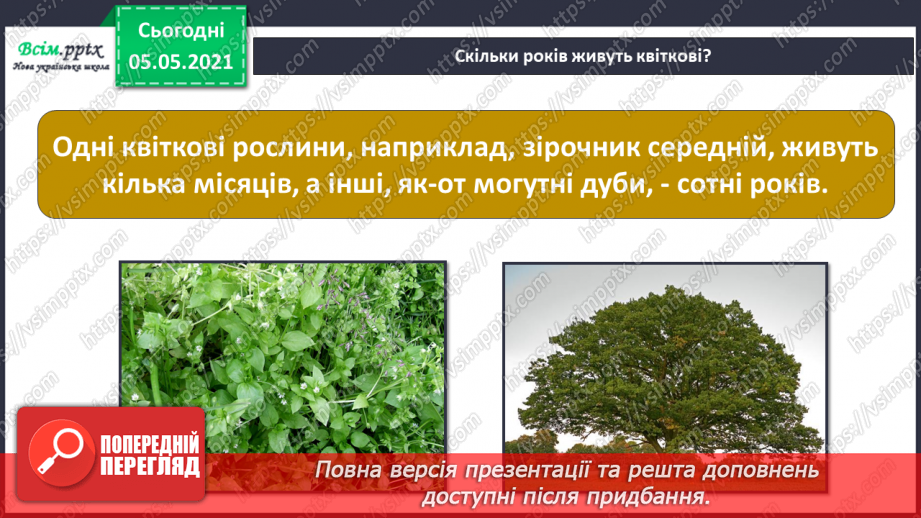 №036 - Квіткові рослини.7