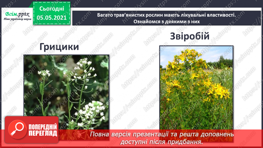 №036 - Квіткові рослини.18