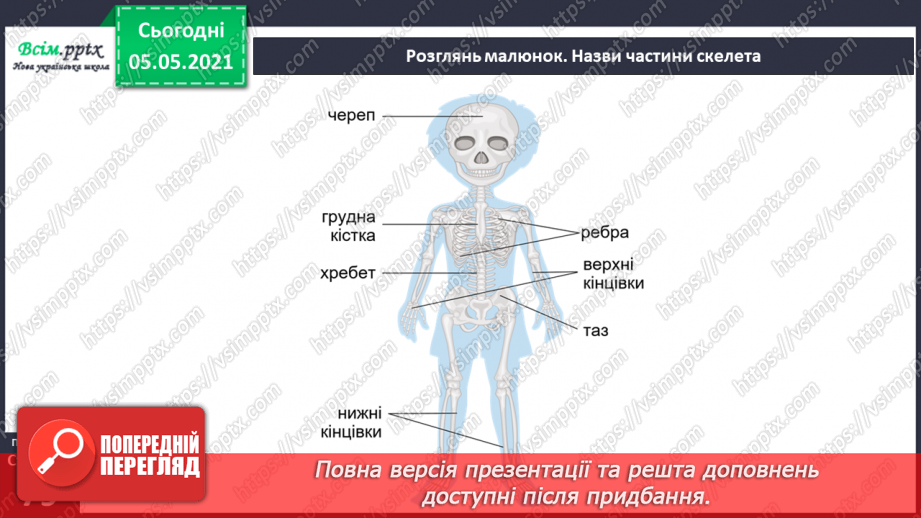 №057-58 - Скелет — опора тіла.6 №057-58 - Скелет — опора тіла.6