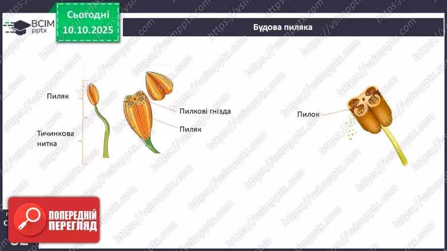№024 - Покритонасінні рослини: квітка та плід. Значення в екосистемах.15 №024 - Покритонасінні рослини: квітка та плід. Значення в екосистемах.15
