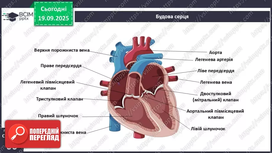 №014 - Будова, функції та робота серця.7 №014 - Будова, функції та робота серця.7