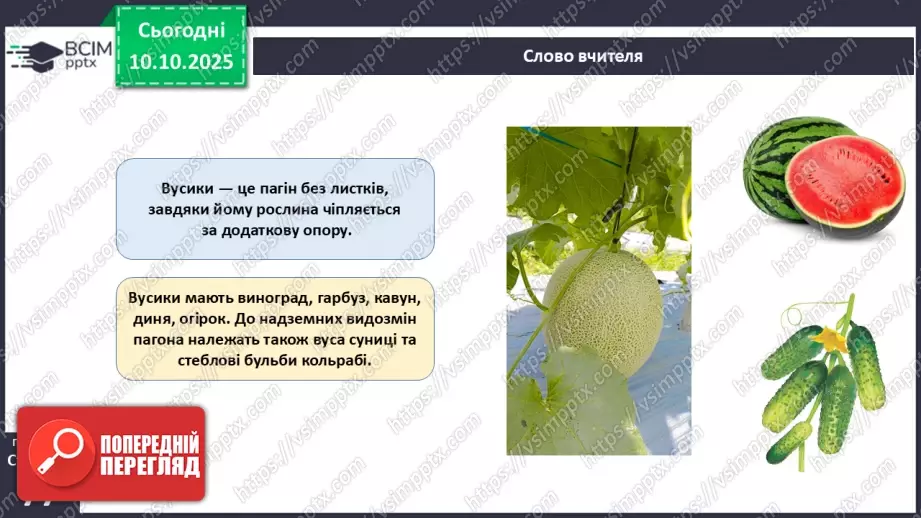 №023 - Покритонасінні рослини: будова бруньки, пагона й листка (продовження).7 №023 - Покритонасінні рослини: будова бруньки, пагона й листка (продовження).7