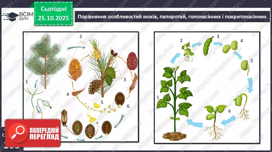 №029 - Загальний огляд еволюції рослин. Порівняння особливостей мохів, папоротей, голонасінних і покритонасінних рослин.18 №029 - Загальний огляд еволюції рослин. Порівняння особливостей мохів, папоротей, голонасінних і покритонасінних рослин.18