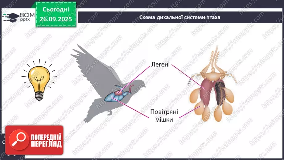 №018 - Дихання як властивість живого. Органи дихання в безхребетних тварин. Еволюція дихальної системи хордових.25 №018 - Дихання як властивість живого. Органи дихання в безхребетних тварин. Еволюція дихальної системи хордових.25