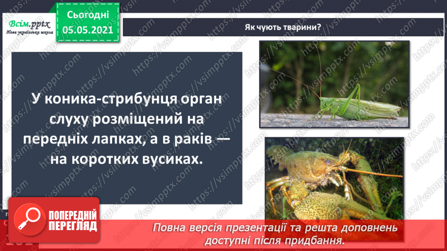 №082 - Орган слуху.19 №082 - Орган слуху.19