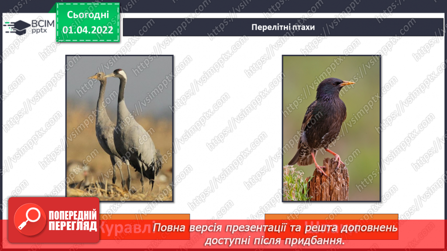 №084 - Як мандрують птахи?10 №084 - Як мандрують птахи?10