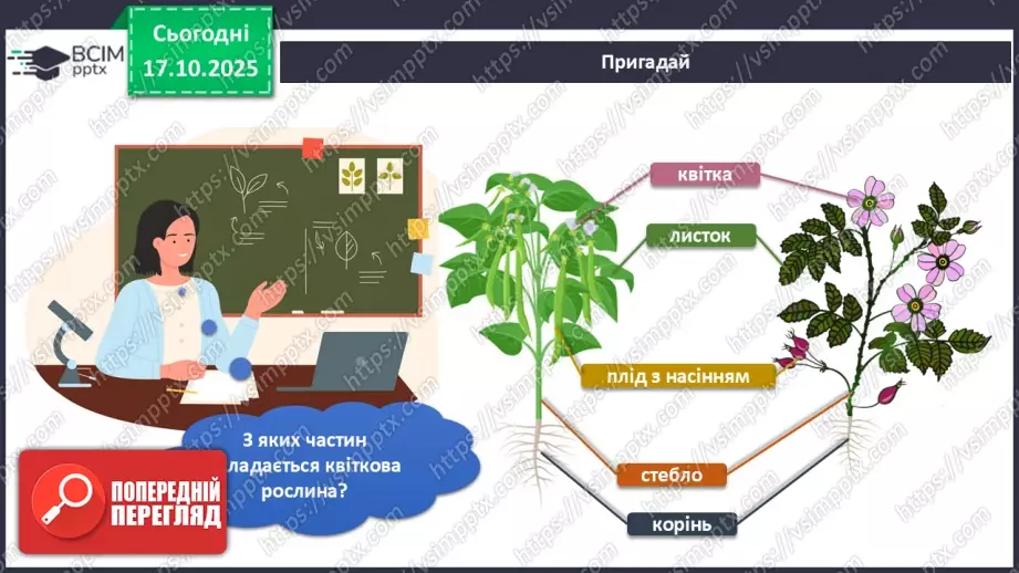 №025 - Будова й різноманітність рослин.5 №025 - Будова й різноманітність рослин.5