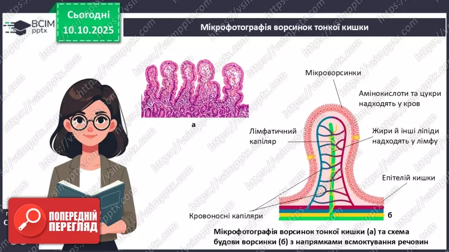 №024 - Травлення в кишці. Травні залози: печінка та підшлункова залоза.13 №024 - Травлення в кишці. Травні залози: печінка та підшлункова залоза.13