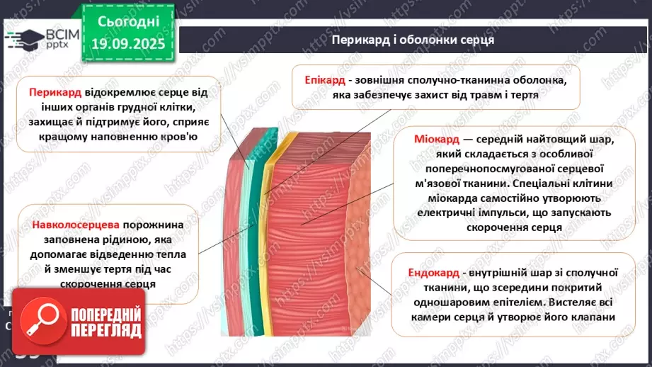 №014 - Будова, функції та робота серця.6 №014 - Будова, функції та робота серця.6