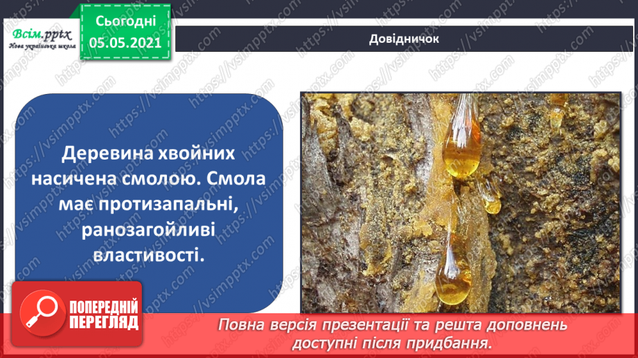 №035 - Хвойні рослини.15 №035 - Хвойні рослини.15
