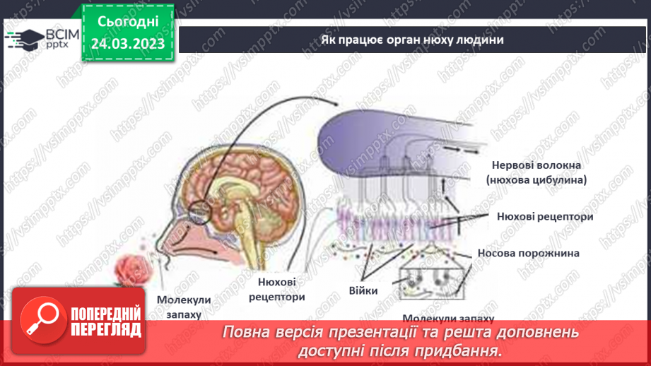 №58 - Органи чуття. Робота та будова ока. Як ми чуємо, та сприймаємо запахи і смак.37