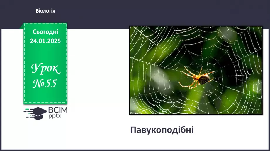 №55 - Павукоподібні.0 №55 - Павукоподібні.0