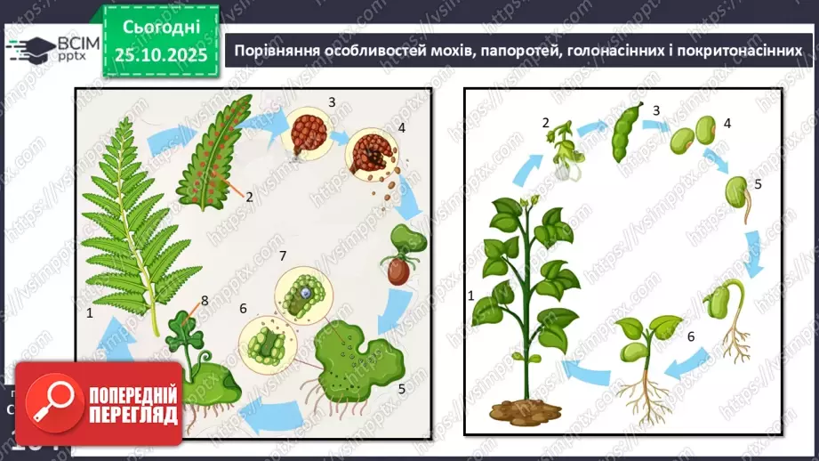 №029 - Загальний огляд еволюції рослин. Порівняння особливостей мохів, папоротей, голонасінних і покритонасінних рослин.20 №029 - Загальний огляд еволюції рослин. Порівняння особливостей мохів, папоротей, голонасінних і покритонасінних рослин.20