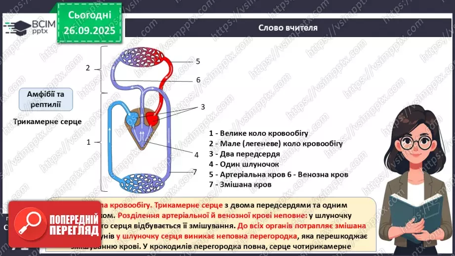 №016 - Еволюція кровоносної системи.17 №016 - Еволюція кровоносної системи.17