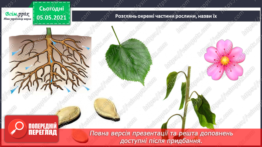 №030 - Рослини. Будова рослин21 №030 - Рослини. Будова рослин21